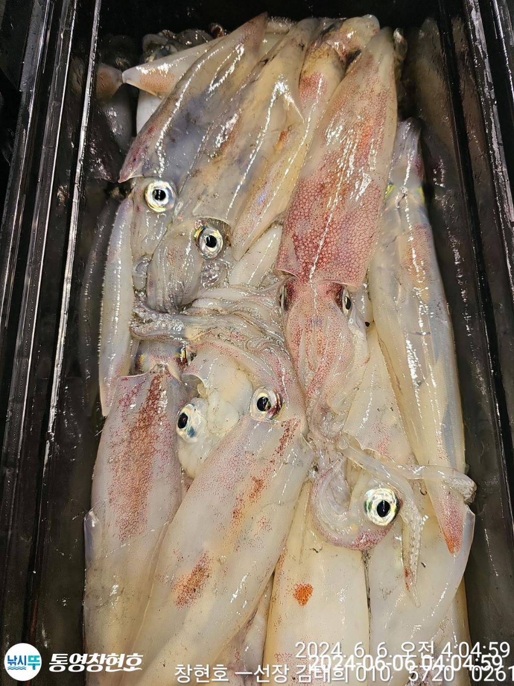 낚시뚜,한치,통영연명항,통영창현호,낚시뚜7