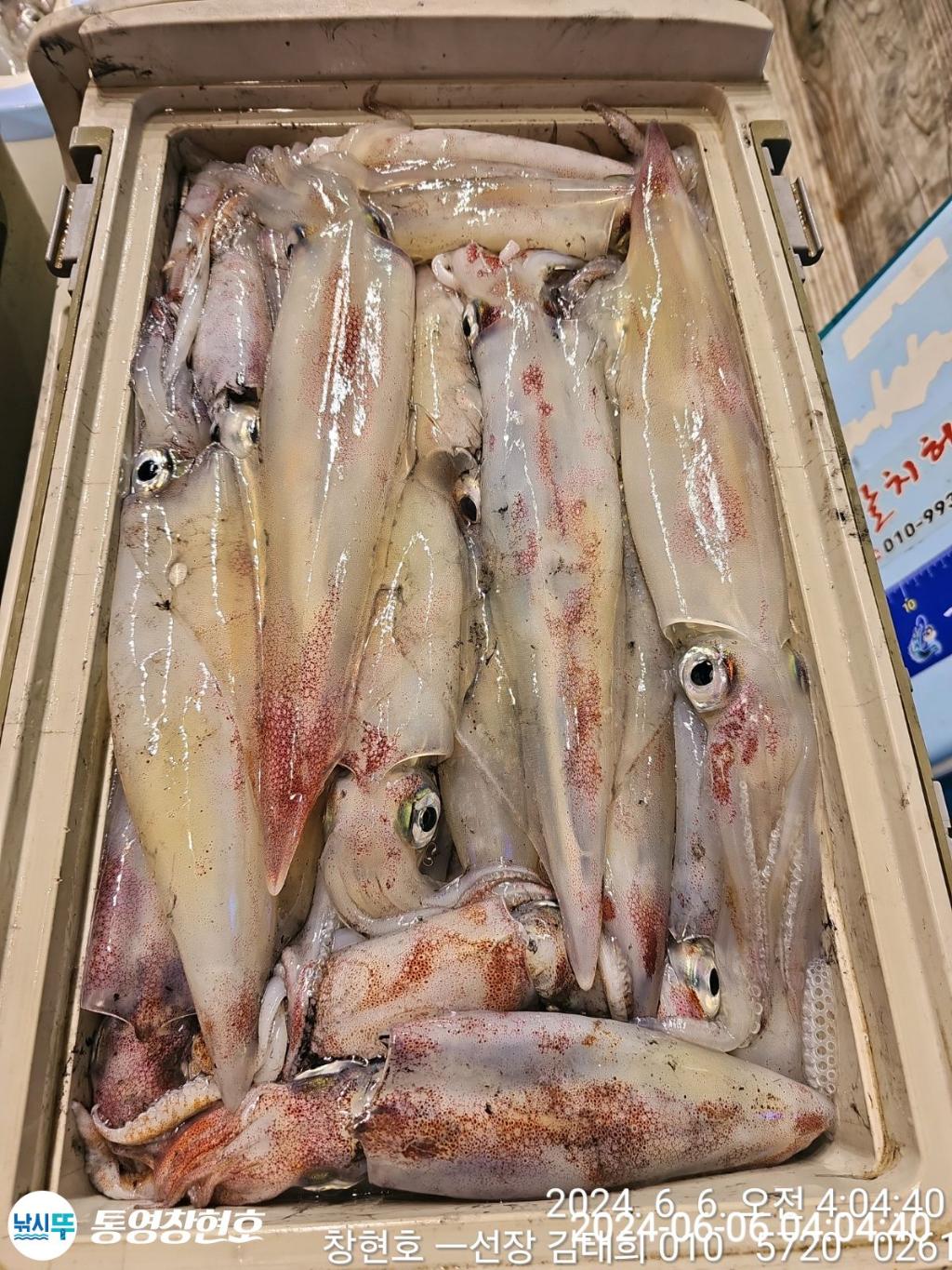 낚시뚜,한치,통영연명항,통영창현호,낚시뚜6