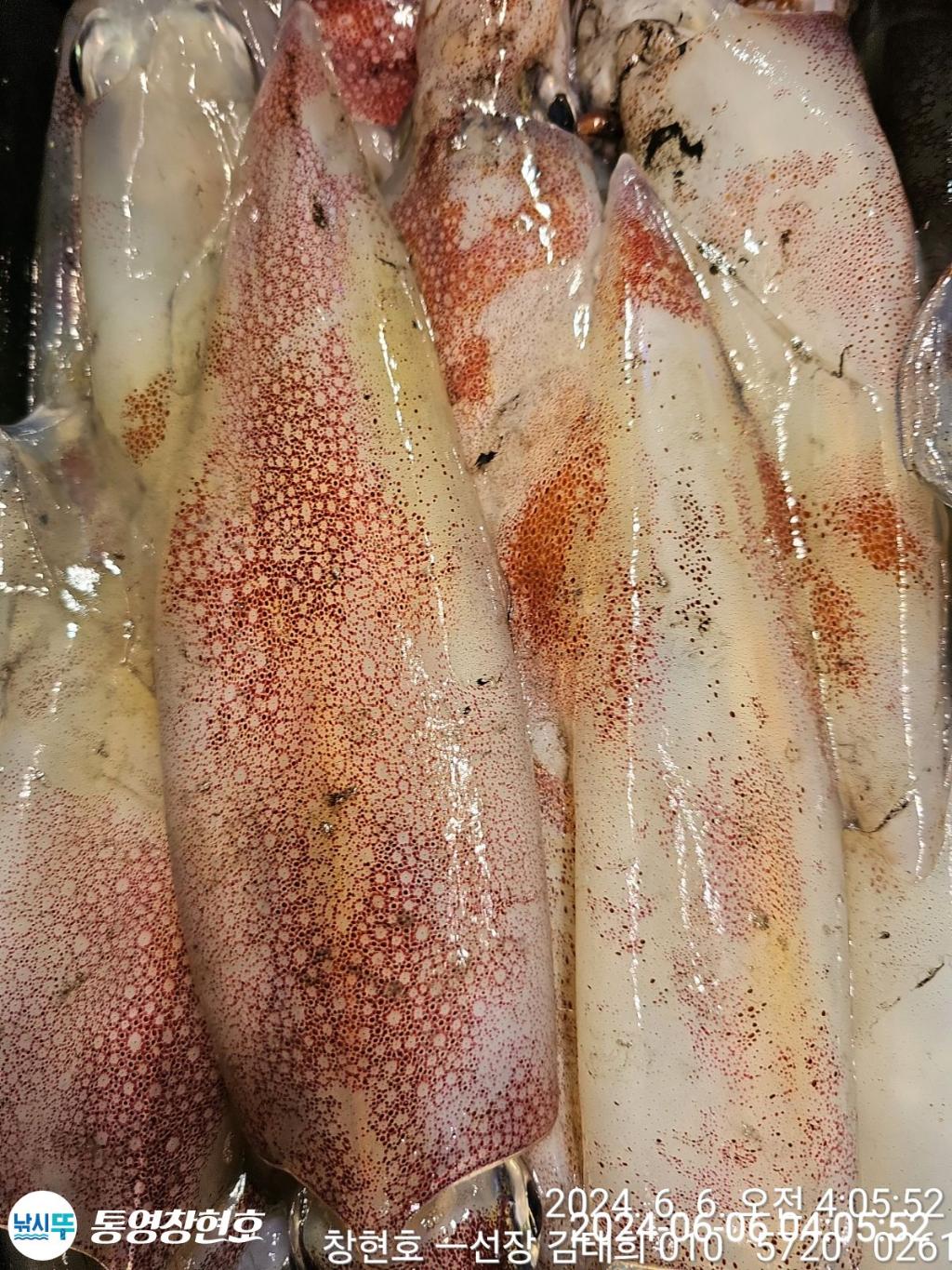 낚시뚜,한치,통영연명항,통영창현호,낚시뚜3