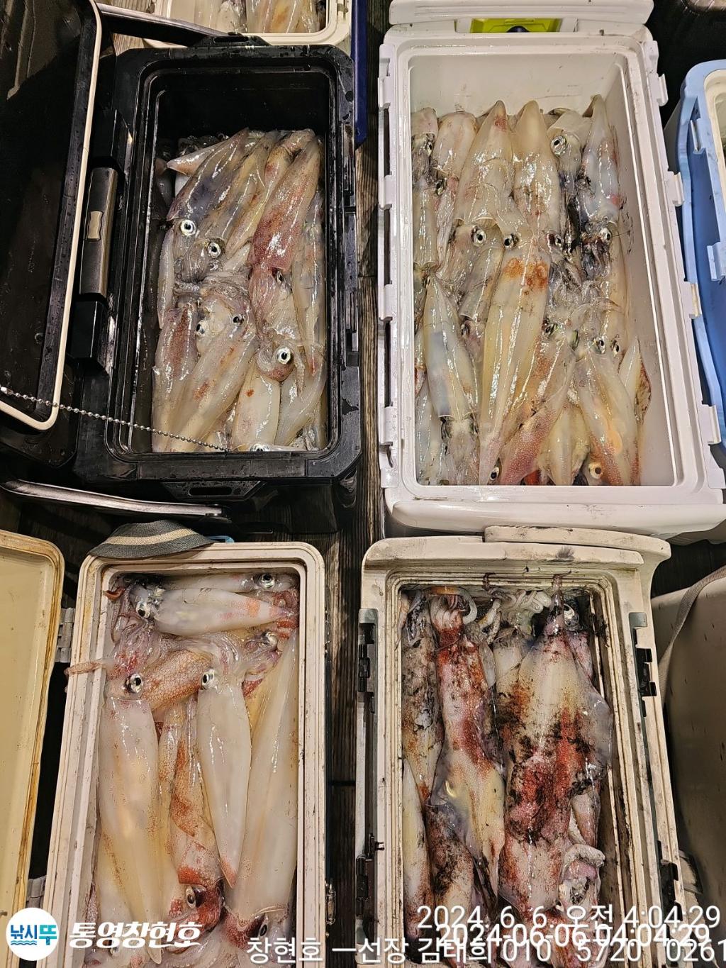 낚시뚜,한치,통영연명항,통영창현호,낚시뚜2