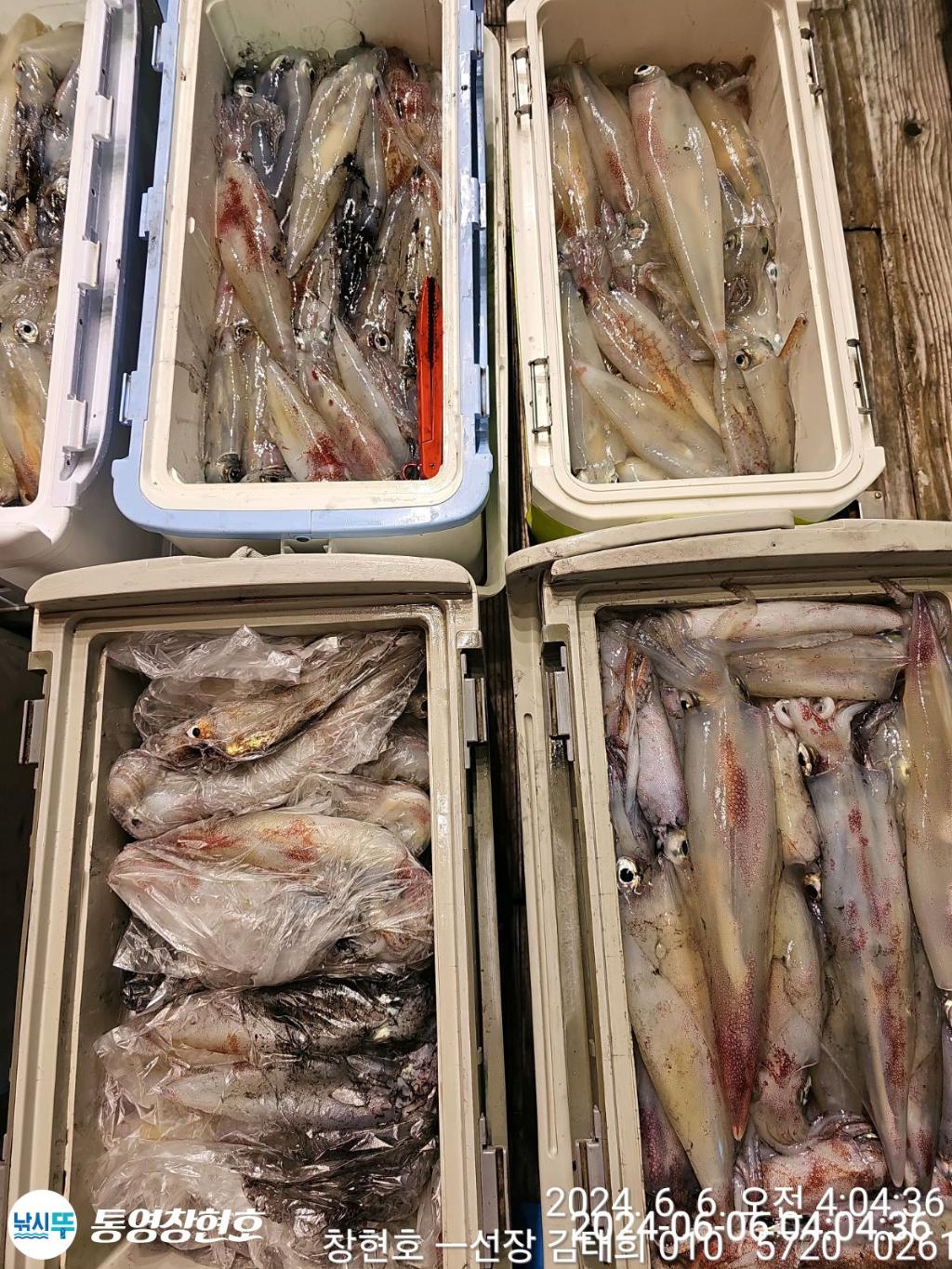 낚시뚜,한치,통영연명항,통영창현호,낚시뚜1