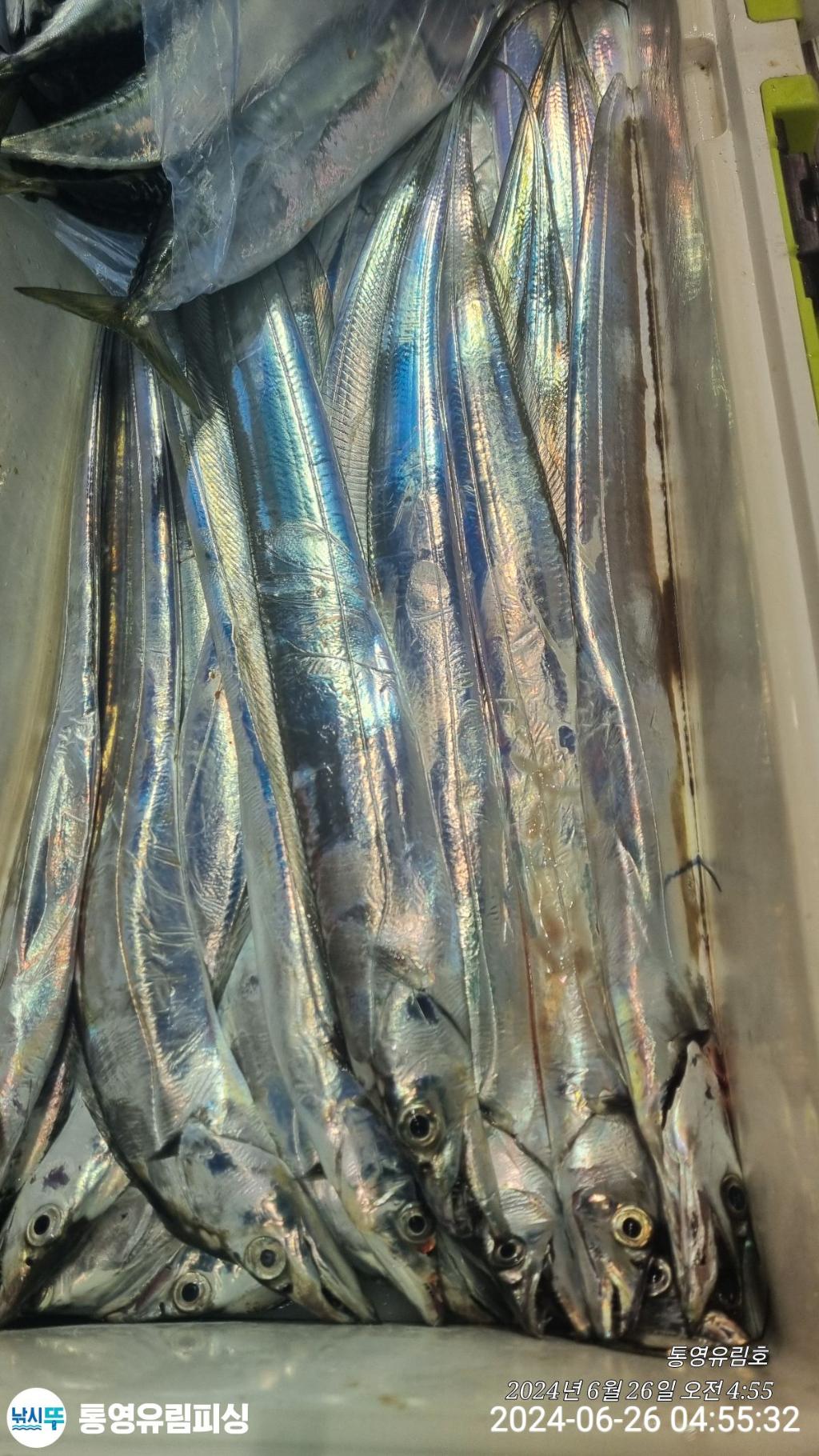 낚시뚜,한치,갈치,통영미수동방파제,통영유림피싱,낚시뚜16