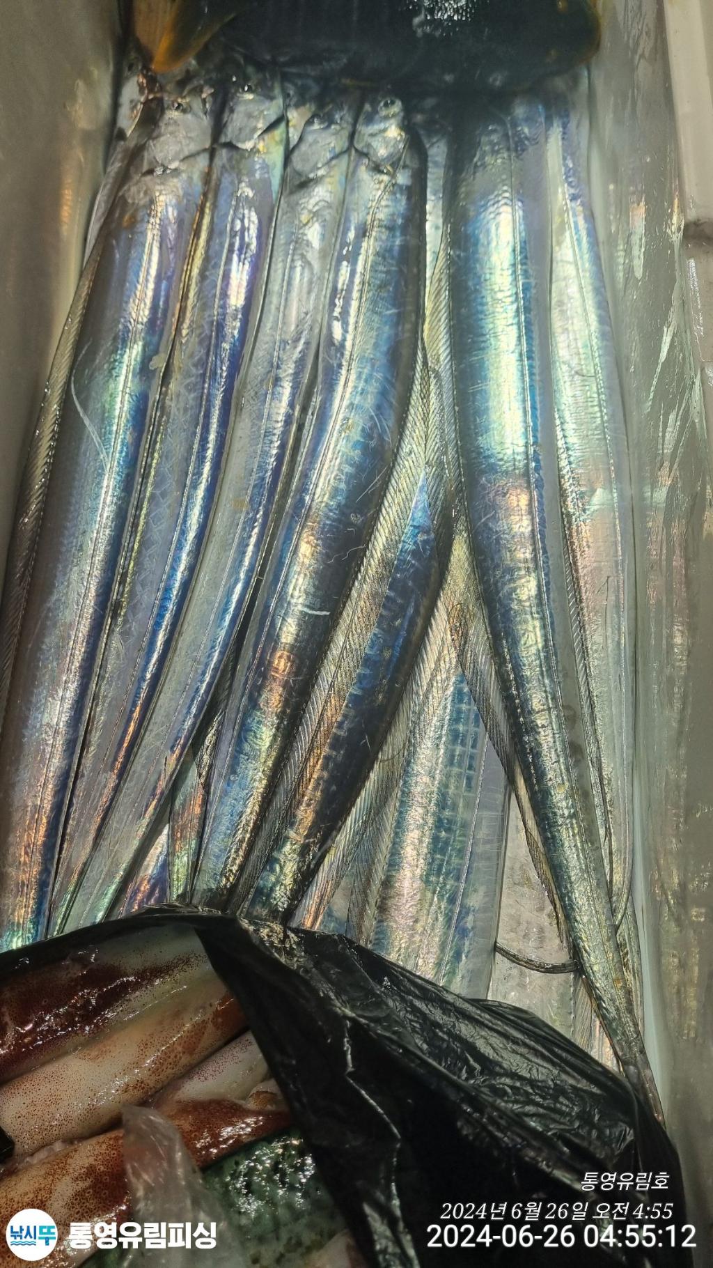 낚시뚜,한치,갈치,통영미수동방파제,통영유림피싱,낚시뚜12