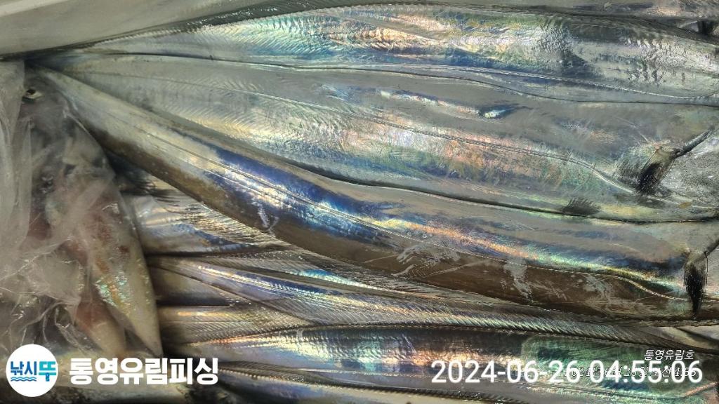 낚시뚜,한치,갈치,통영미수동방파제,통영유림피싱,낚시뚜11