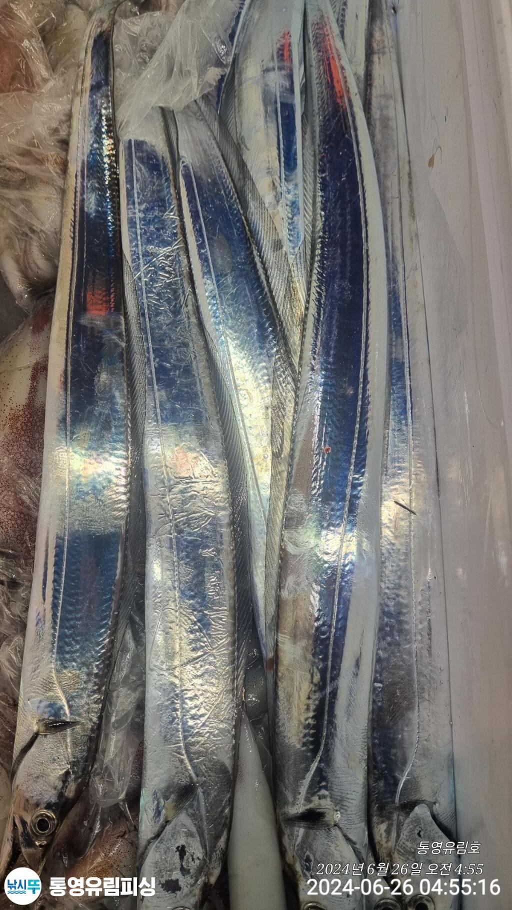 낚시뚜,한치,갈치,통영미수동방파제,통영유림피싱,낚시뚜8