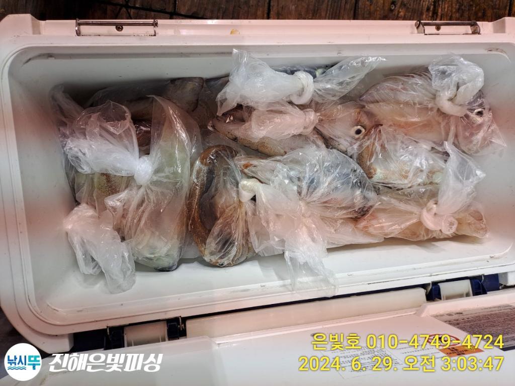 낚시뚜,한치,돌문어,진해수도항,진해은빛피싱,낚시뚜4