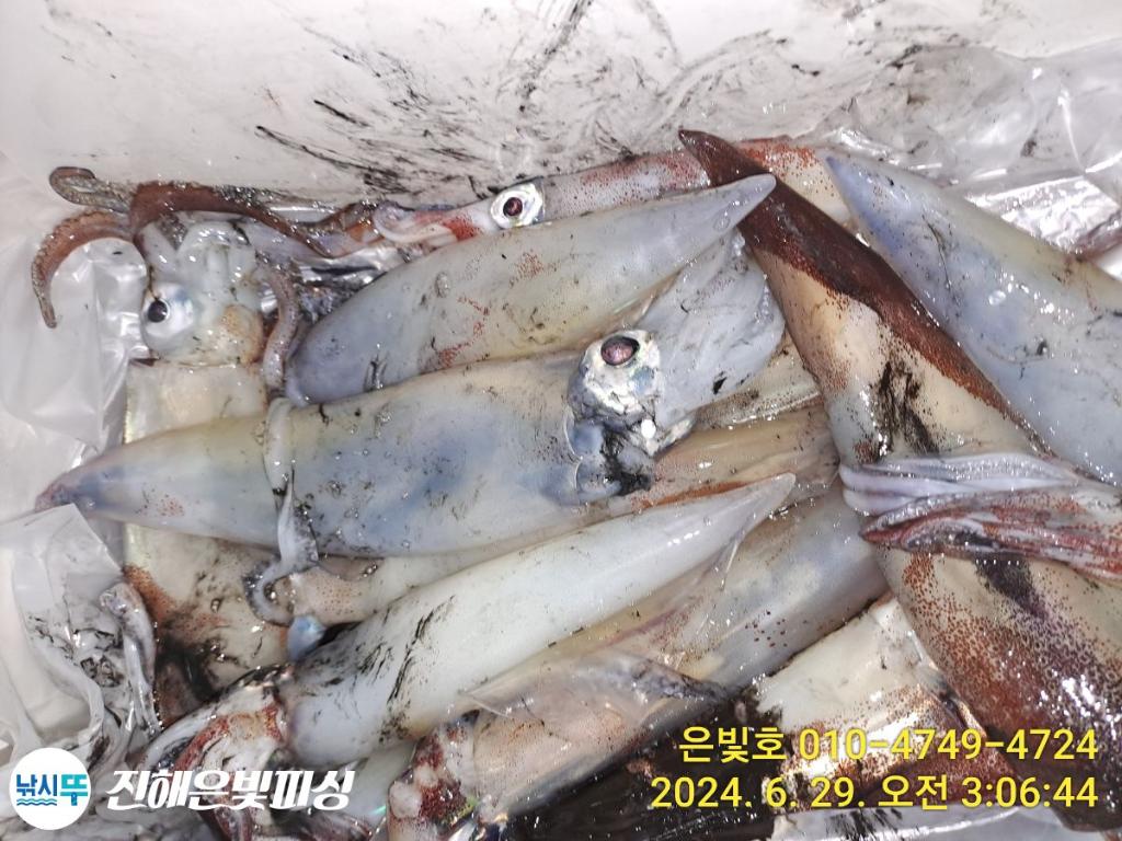 낚시뚜,한치,돌문어,진해수도항,진해은빛피싱,낚시뚜2