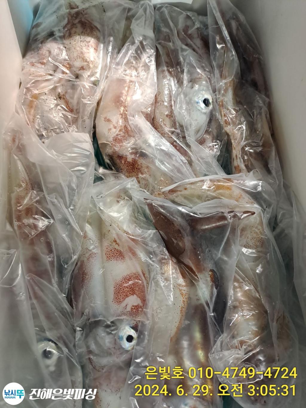 낚시뚜,한치,돌문어,진해수도항,진해은빛피싱,낚시뚜1