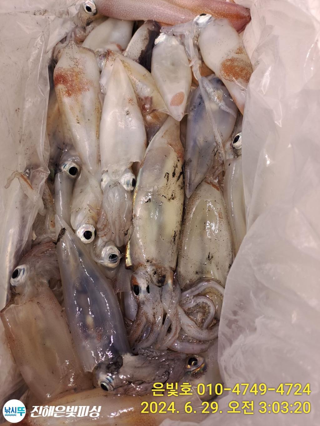 낚시뚜,한치,돌문어,진해수도항,진해은빛피싱,낚시뚜0
