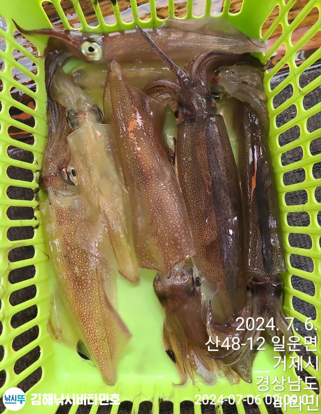 낚시뚜,한치,진해 안골항,김해낚시 비타민호,낚시뚜19