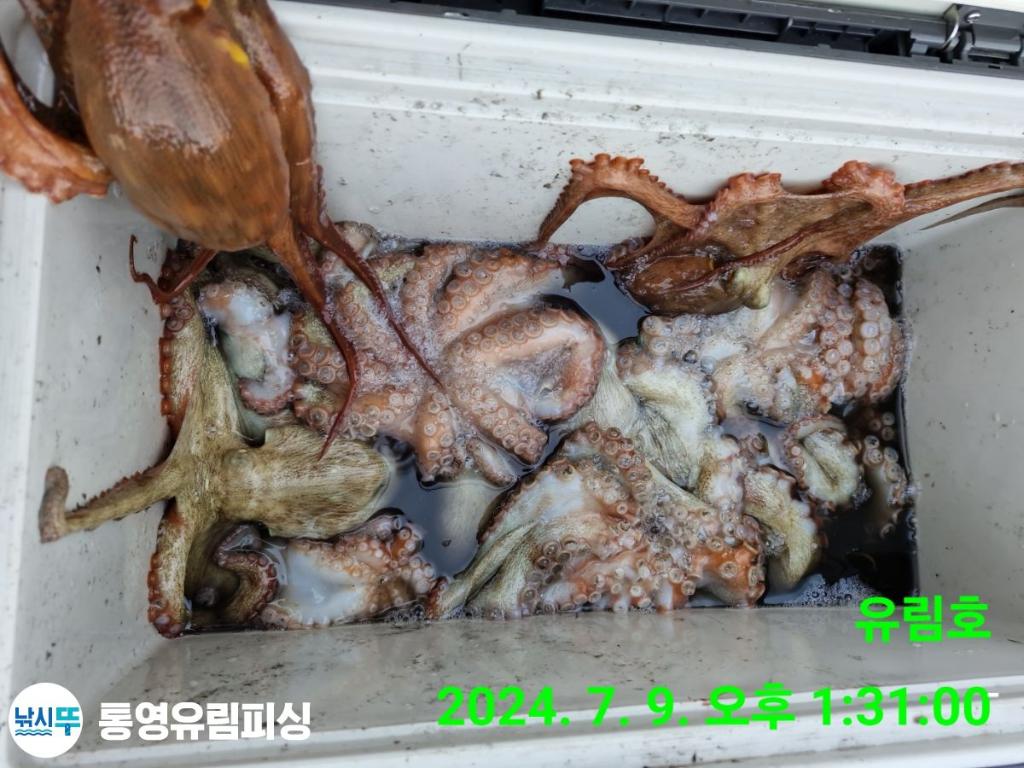 낚시뚜,돌문어,통영미수동방파제,통영유림피싱,낚시뚜52