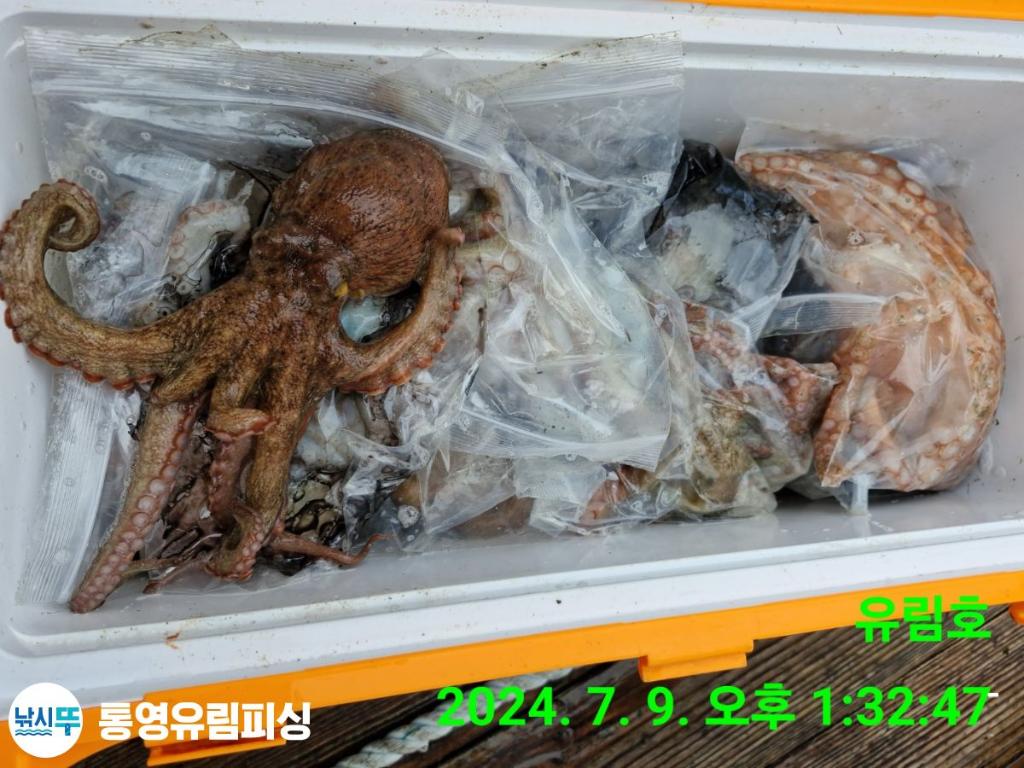 낚시뚜,돌문어,통영미수동방파제,통영유림피싱,낚시뚜47