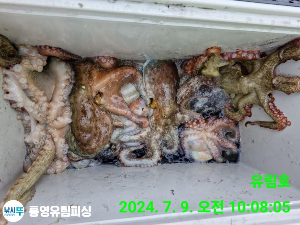 낚시뚜,돌문어,통영미수동방파제,통영유림피싱,낚시뚜27