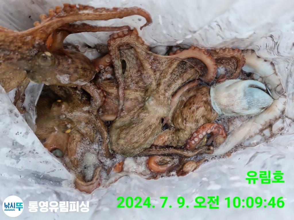 낚시뚜,돌문어,통영미수동방파제,통영유림피싱,낚시뚜22