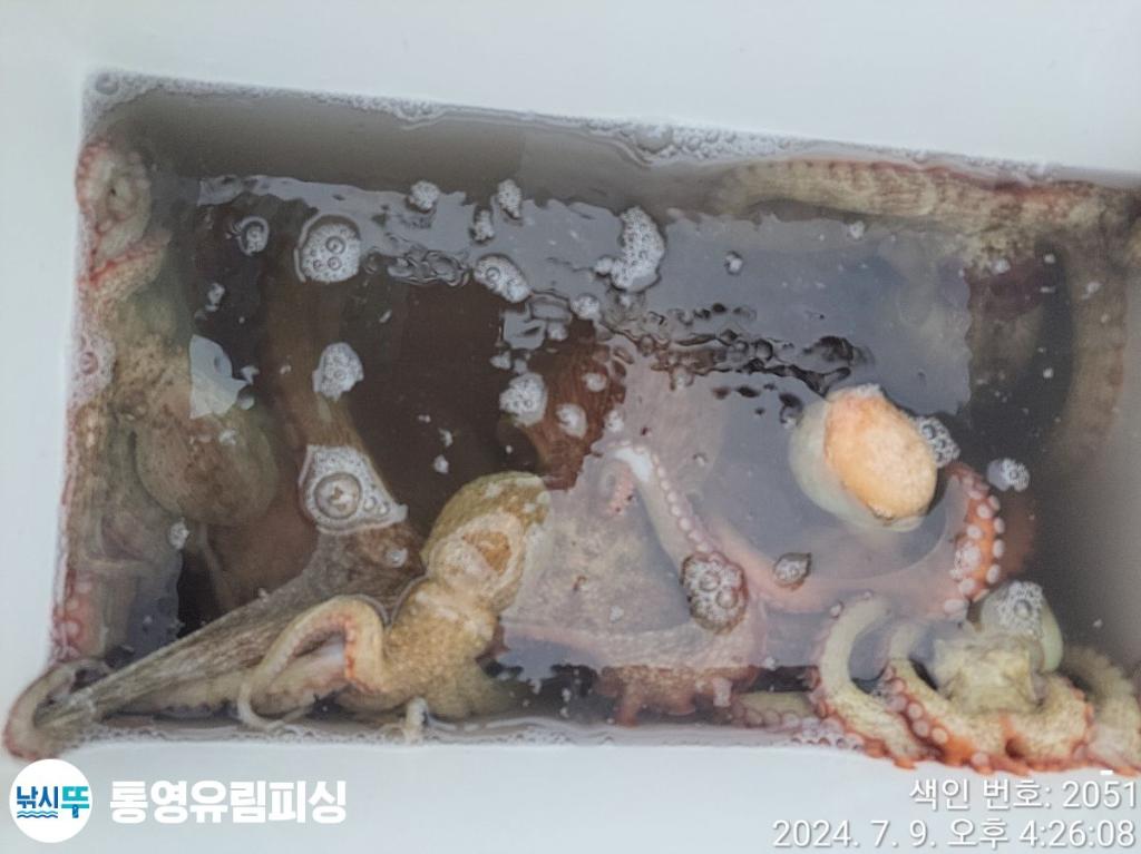 낚시뚜,돌문어,통영미수동방파제,통영유림피싱,낚시뚜36