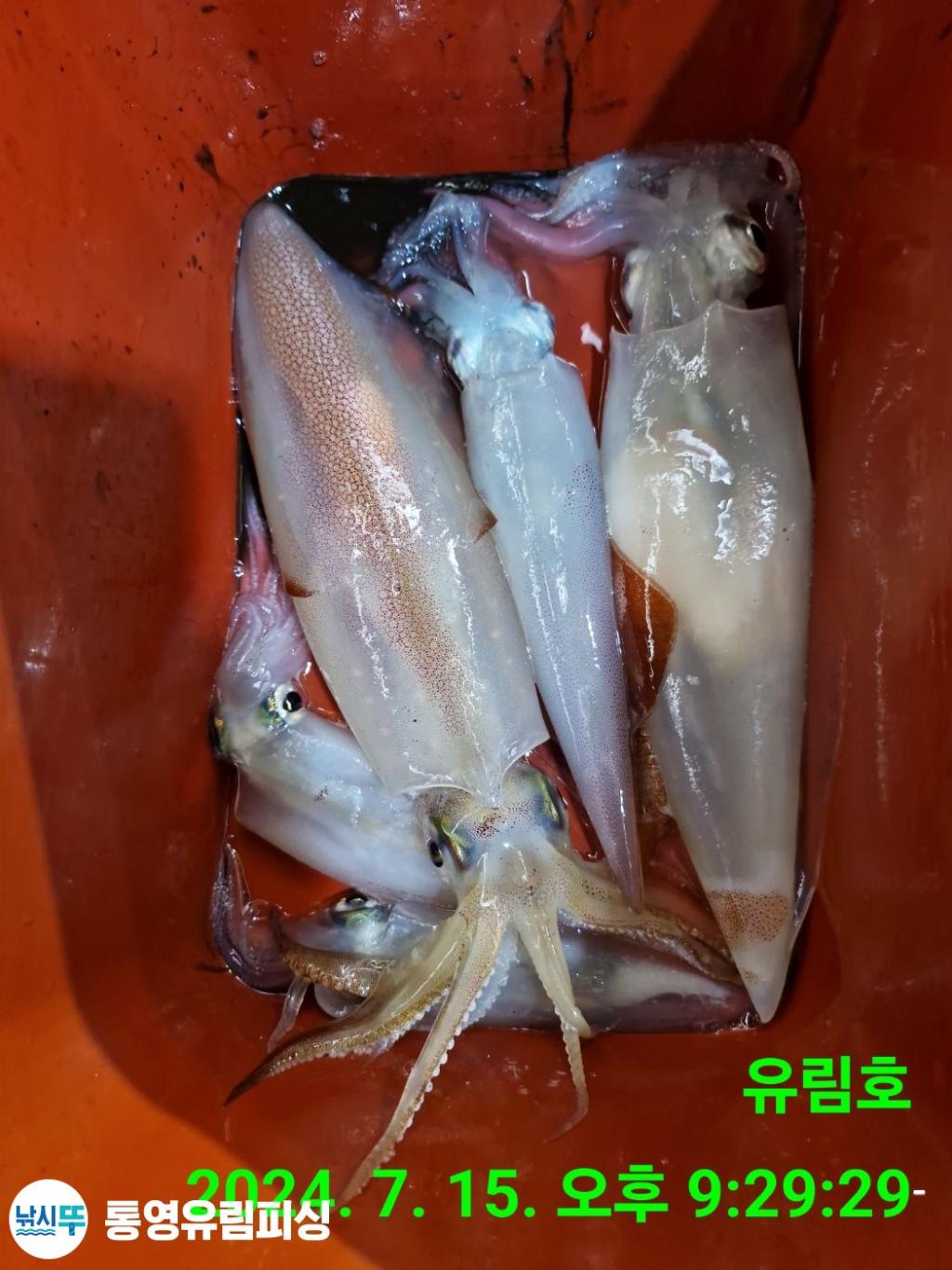 낚시뚜,한치,통영미수동방파제,통영유림피싱,낚시뚜10