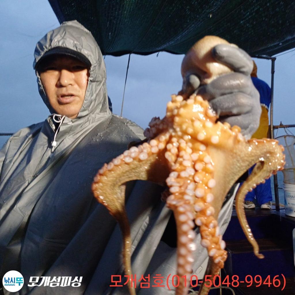 돌문어, 모개섬피싱, 낚시뚜