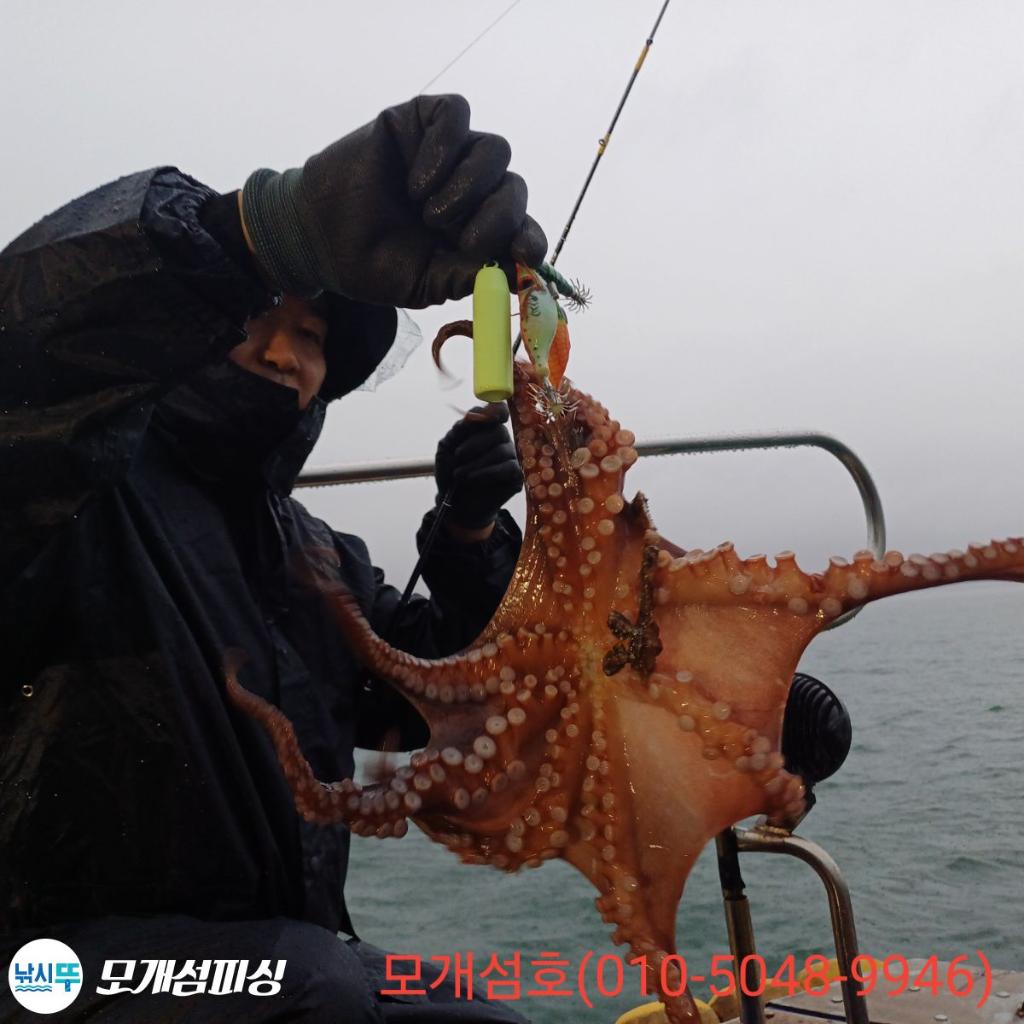 돌문어, 모개섬피싱, 낚시뚜