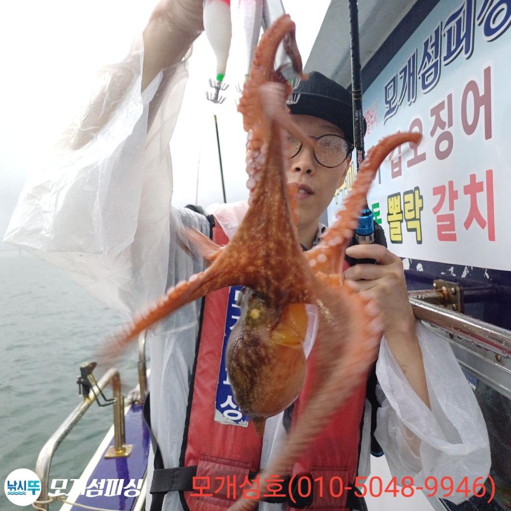 돌문어, 모개섬피싱, 낚시뚜