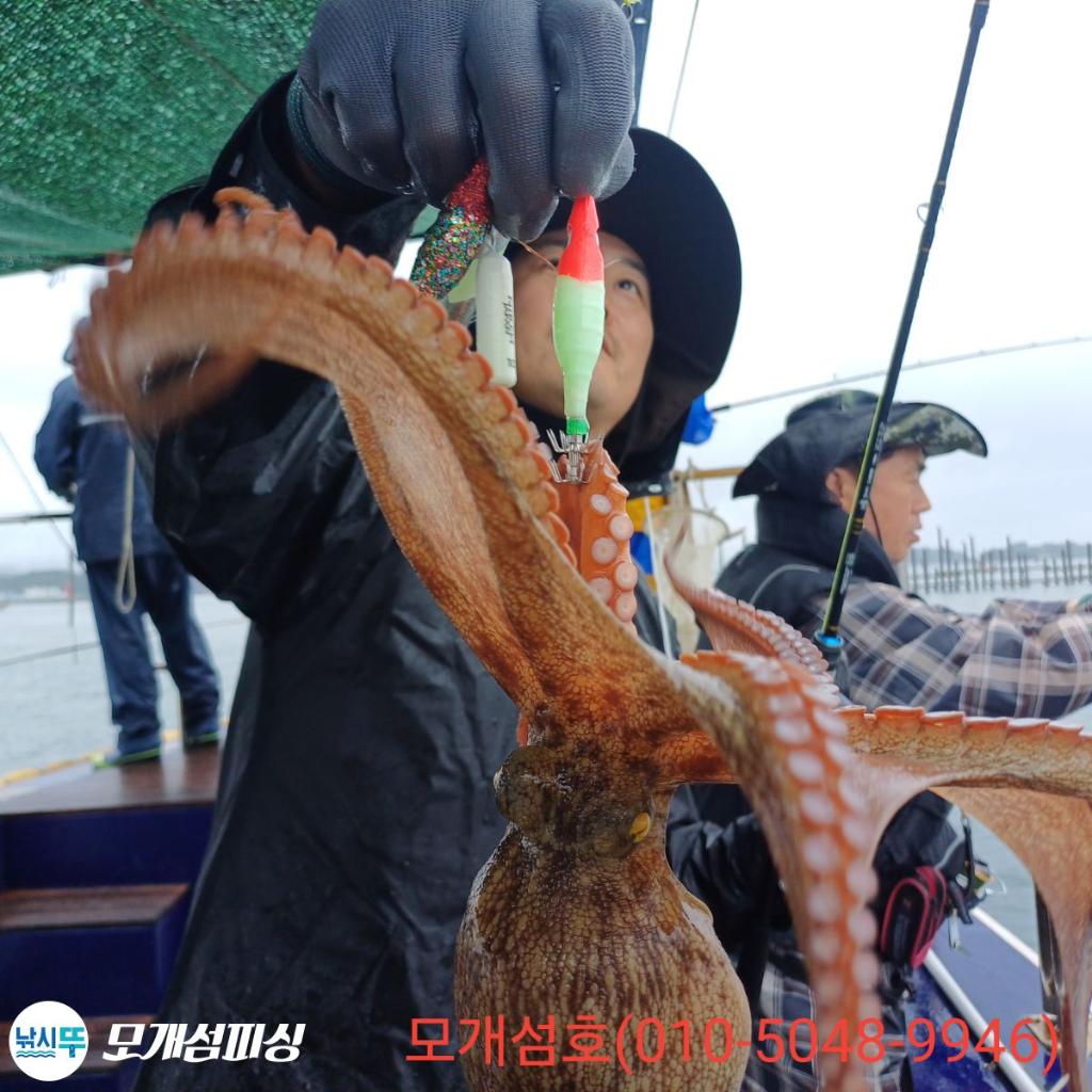 돌문어, 모개섬피싱, 낚시뚜