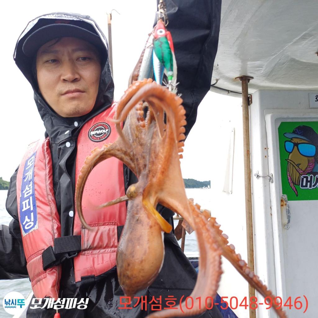 돌문어, 모개섬피싱, 낚시뚜