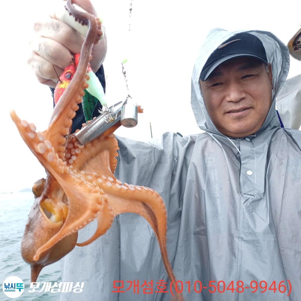 돌문어, 모개섬피싱, 낚시뚜