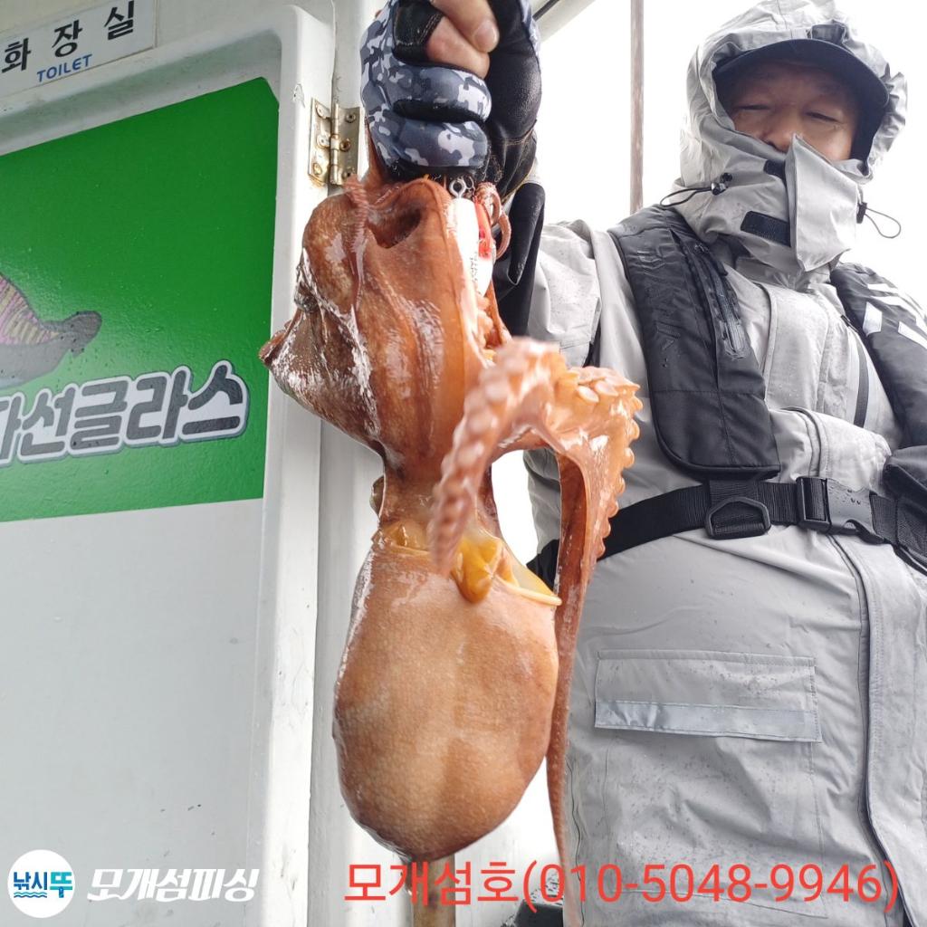 돌문어, 모개섬피싱, 낚시뚜