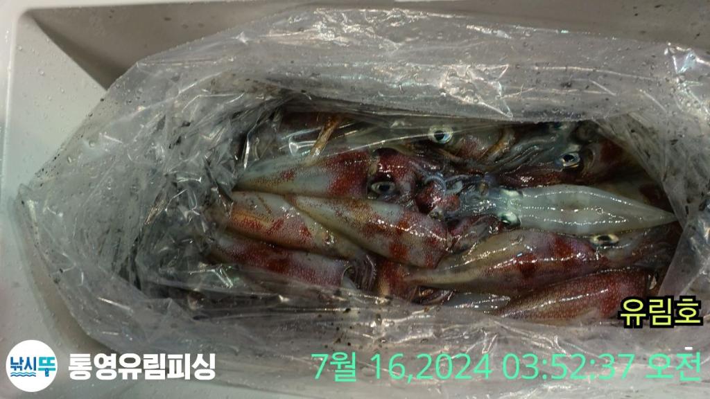 낚시뚜,한치,통영미수동방파제,통영유림피싱,낚시뚜8