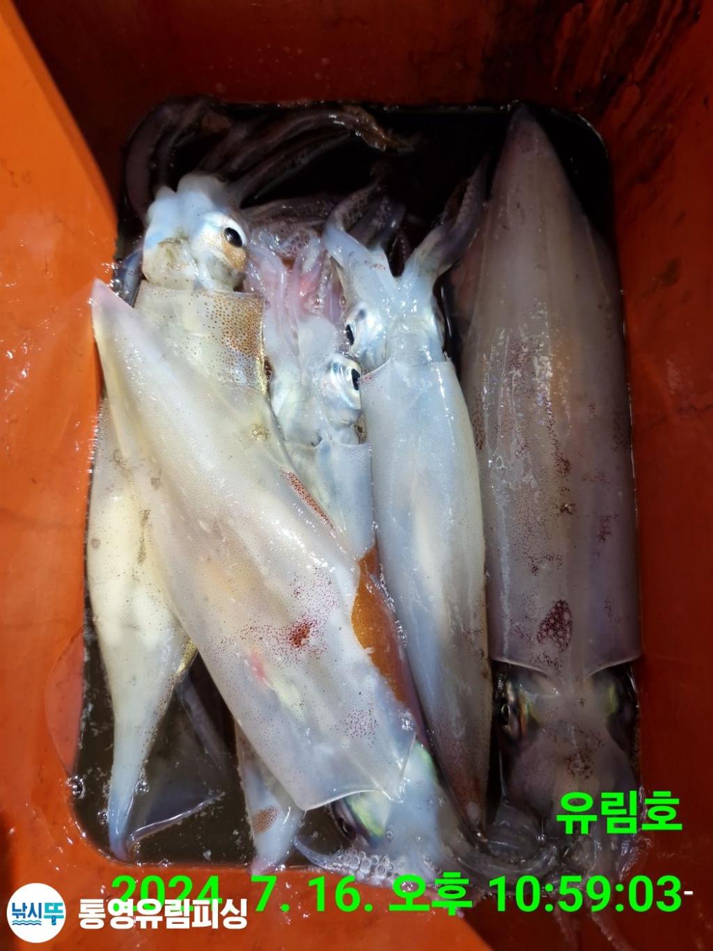 낚시뚜,한치,통영미수동방파제,통영유림피싱,낚시뚜11