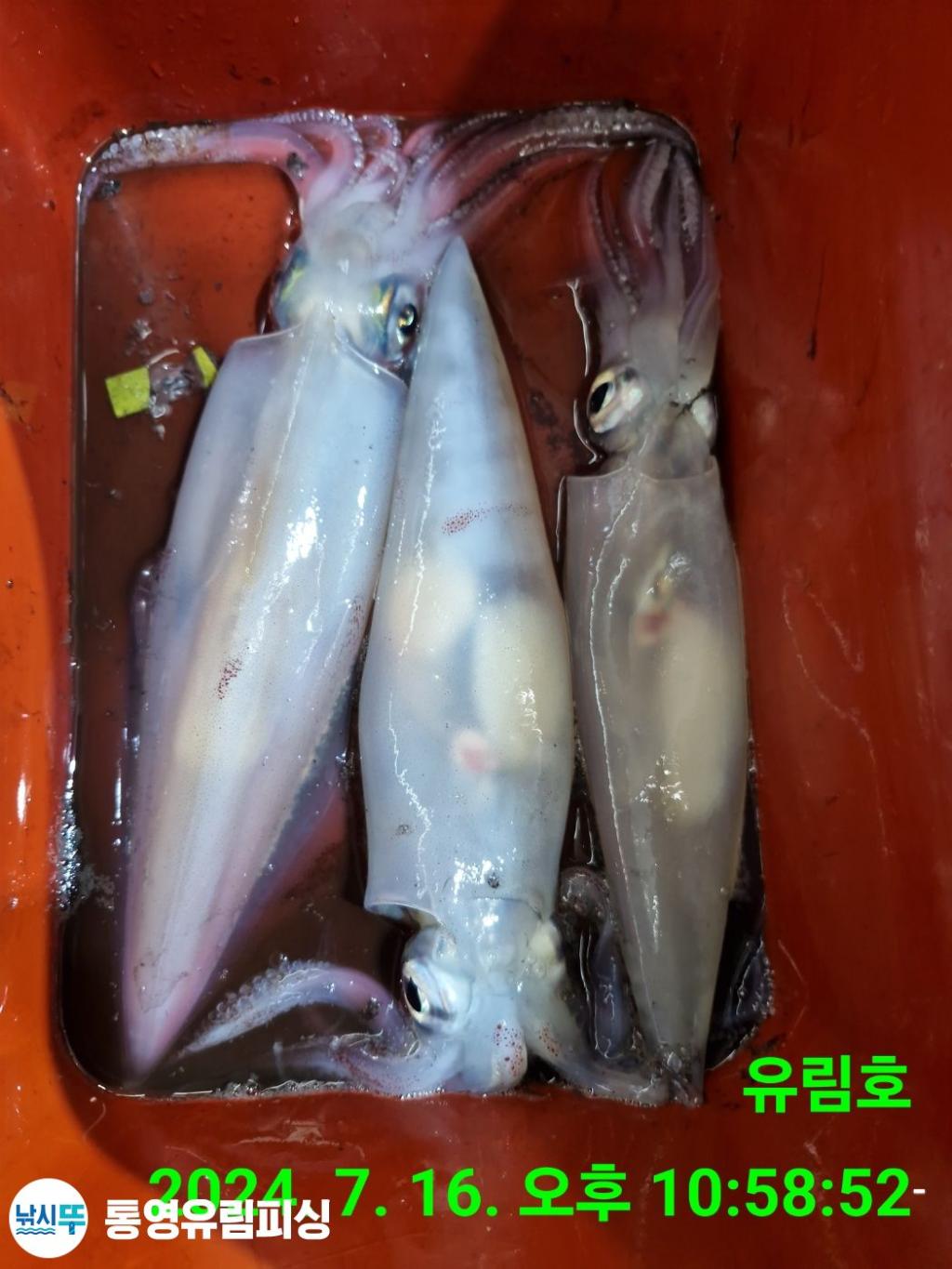 낚시뚜,한치,통영미수동방파제,통영유림피싱,낚시뚜10