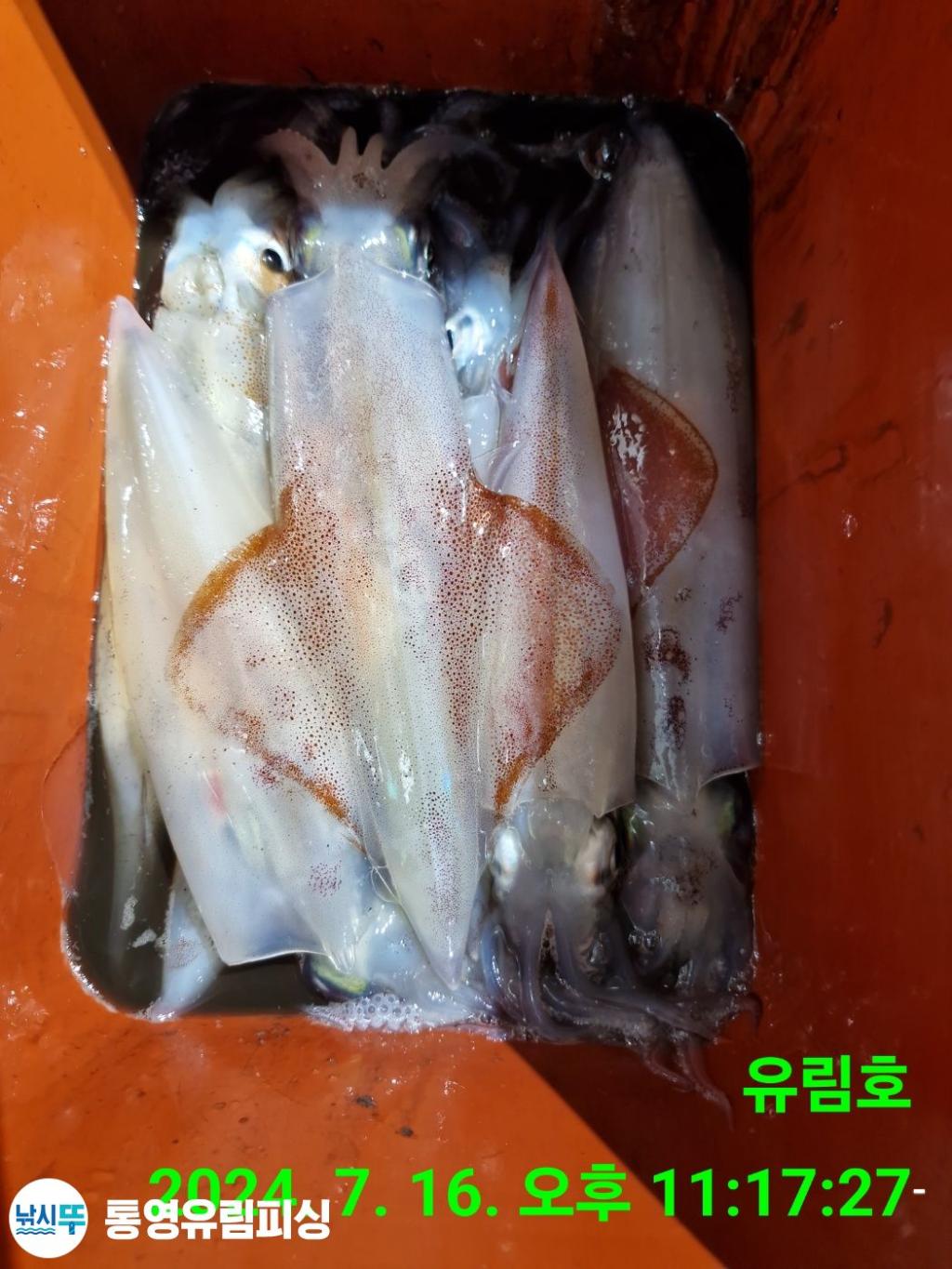 낚시뚜,한치,통영미수동방파제,통영유림피싱,낚시뚜9