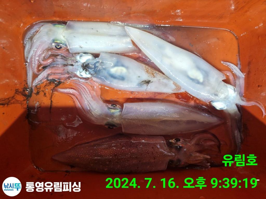 낚시뚜,한치,통영미수동방파제,통영유림피싱,낚시뚜8