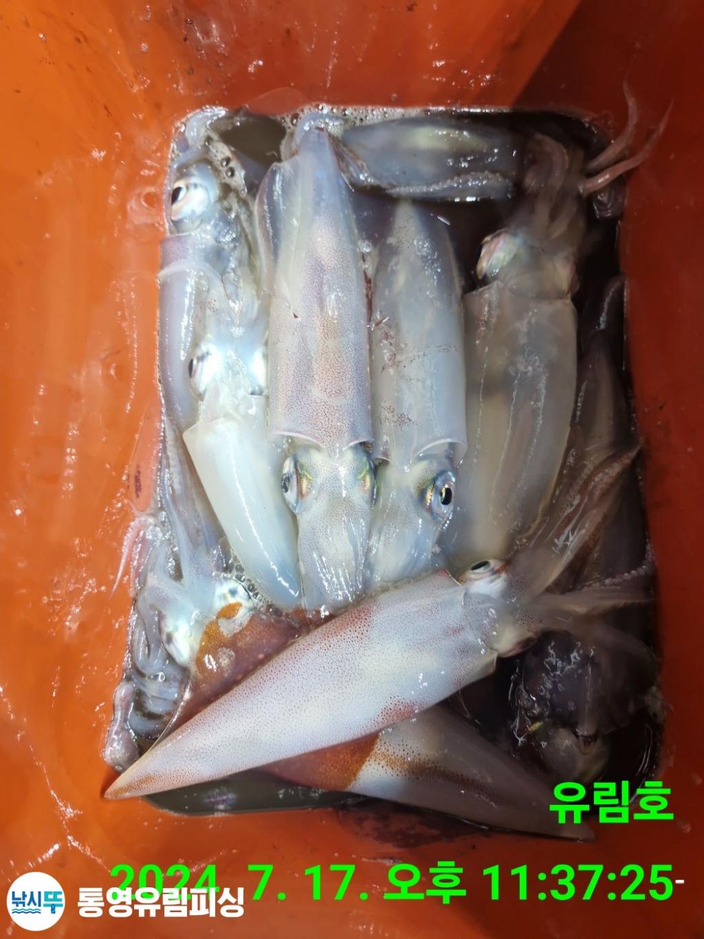 낚시뚜,한치,통영미수동방파제,통영유림피싱,낚시뚜21