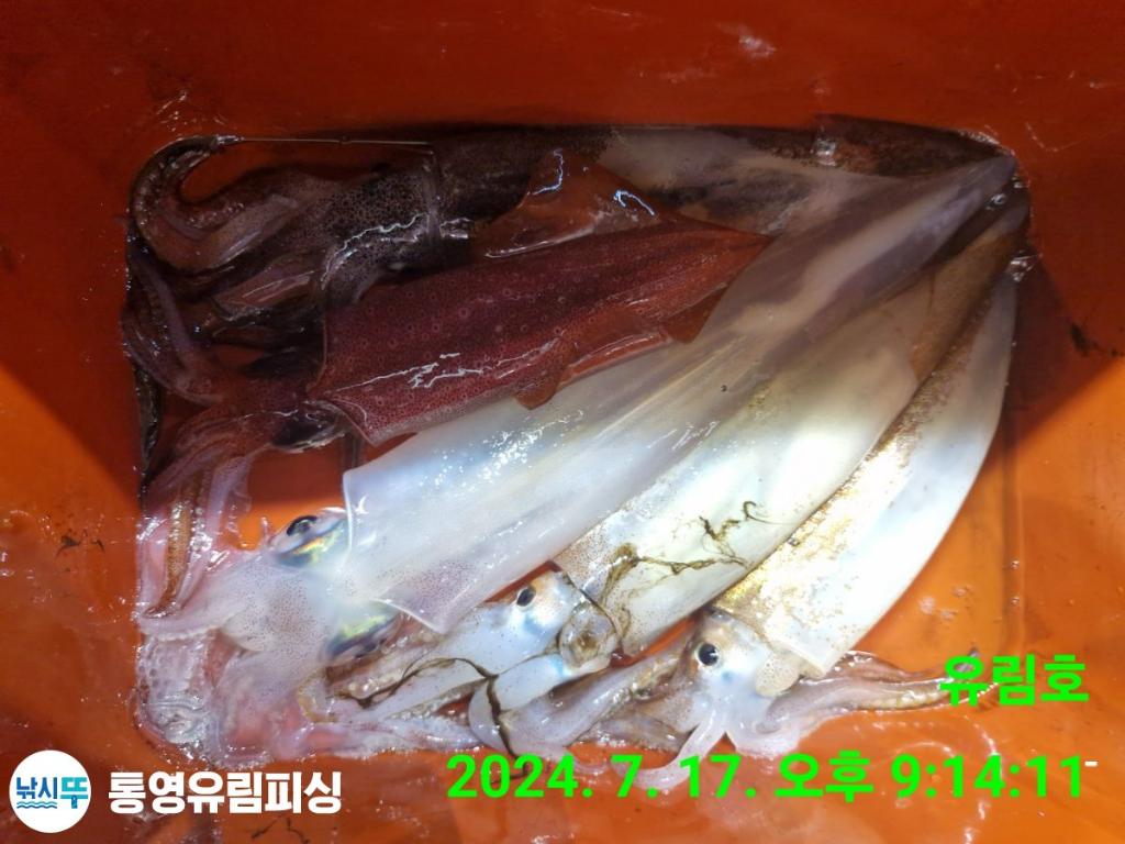 낚시뚜,한치,통영미수동방파제,통영유림피싱,낚시뚜20