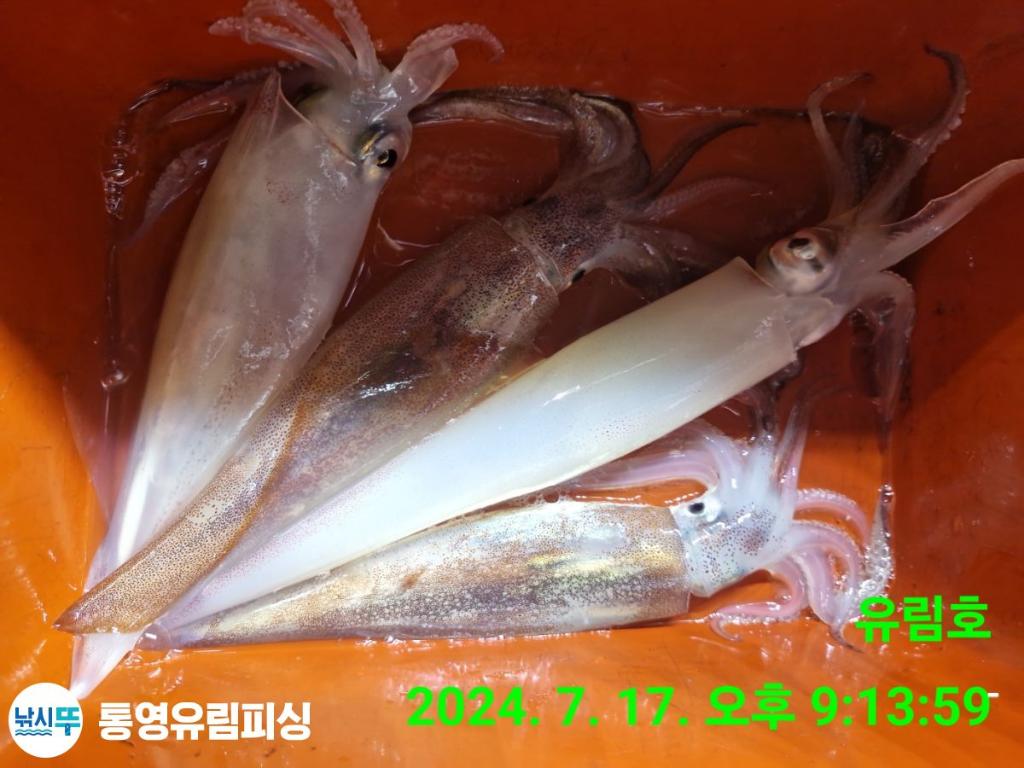 낚시뚜,한치,통영미수동방파제,통영유림피싱,낚시뚜19