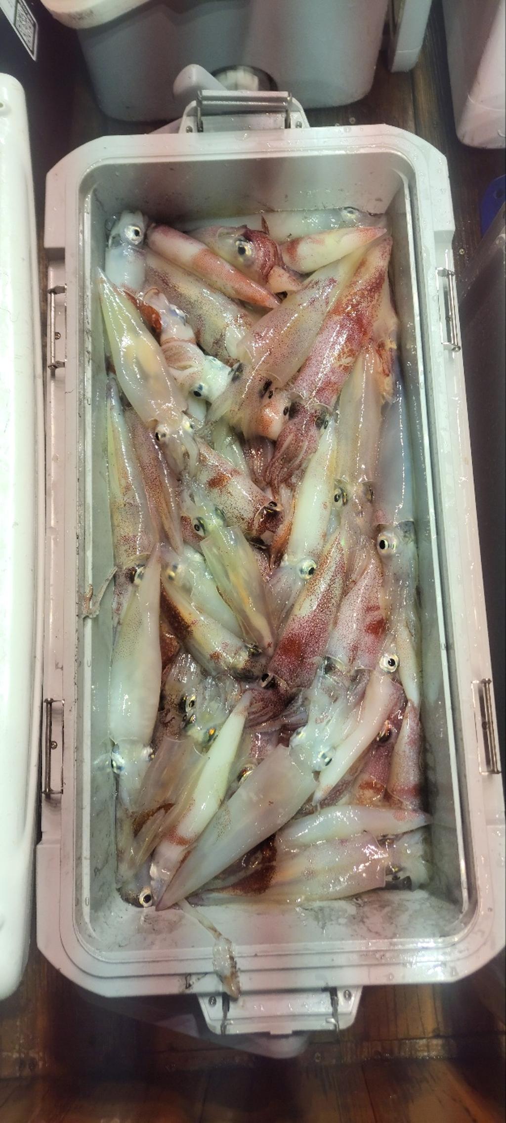 기타 (직접입력), 삼포대교낚시, 낚시뚜