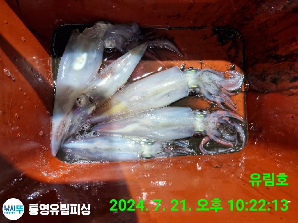 낚시뚜,한치,통영미수동방파제,통영유림피싱,낚시뚜17