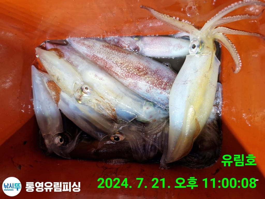 낚시뚜,한치,통영미수동방파제,통영유림피싱,낚시뚜16