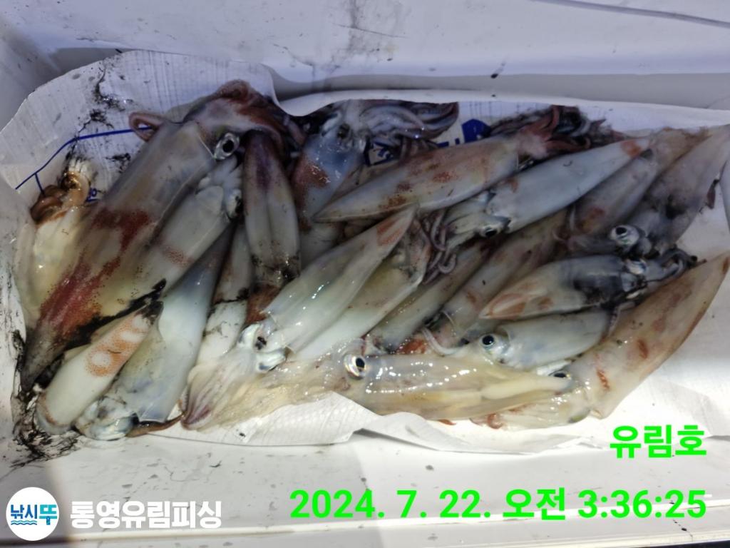 낚시뚜,한치,통영미수동방파제,통영유림피싱,낚시뚜12