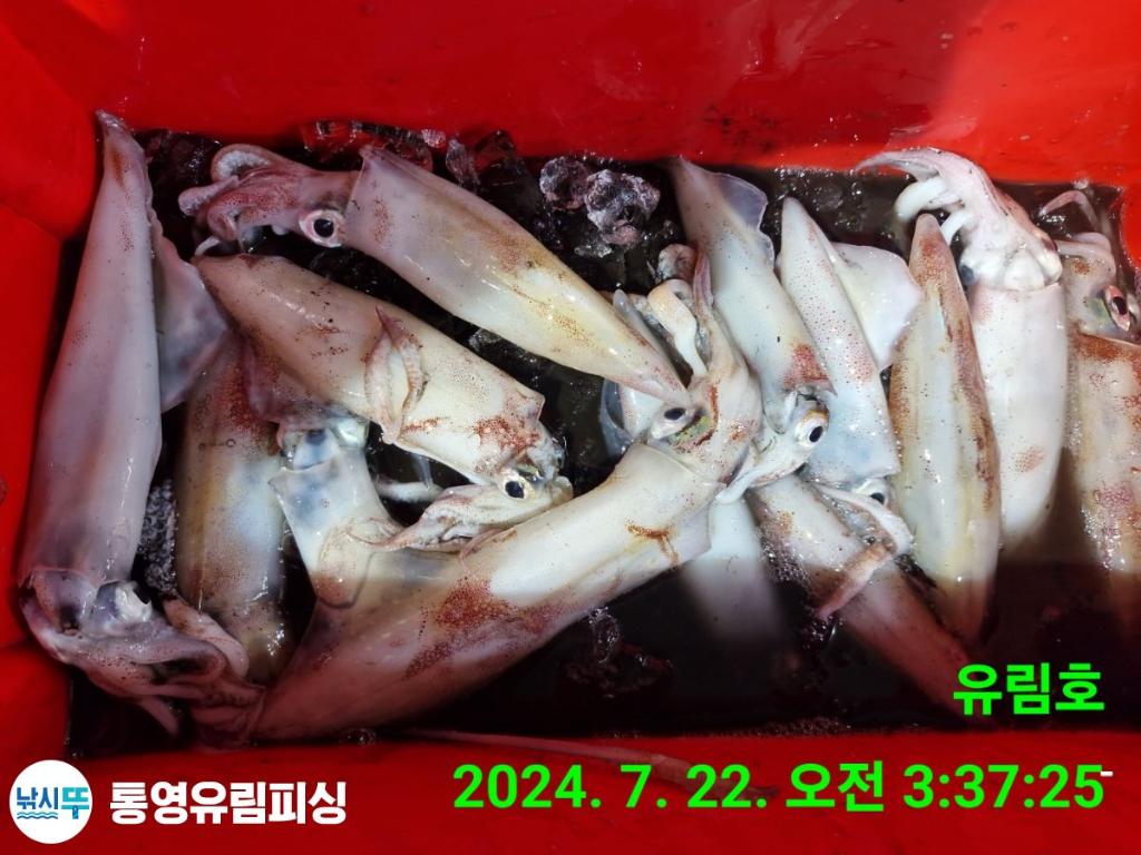 낚시뚜,한치,통영미수동방파제,통영유림피싱,낚시뚜11