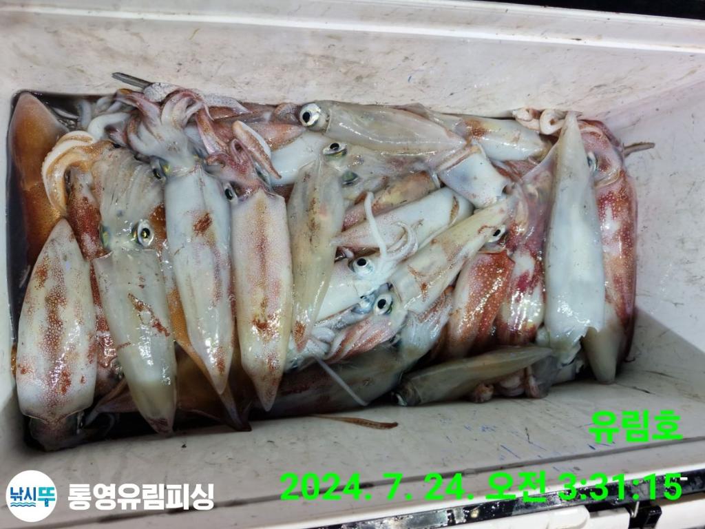 낚시뚜,한치,통영미수동방파제,통영유림피싱,낚시뚜16