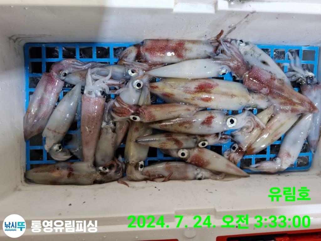 낚시뚜,한치,통영미수동방파제,통영유림피싱,낚시뚜15