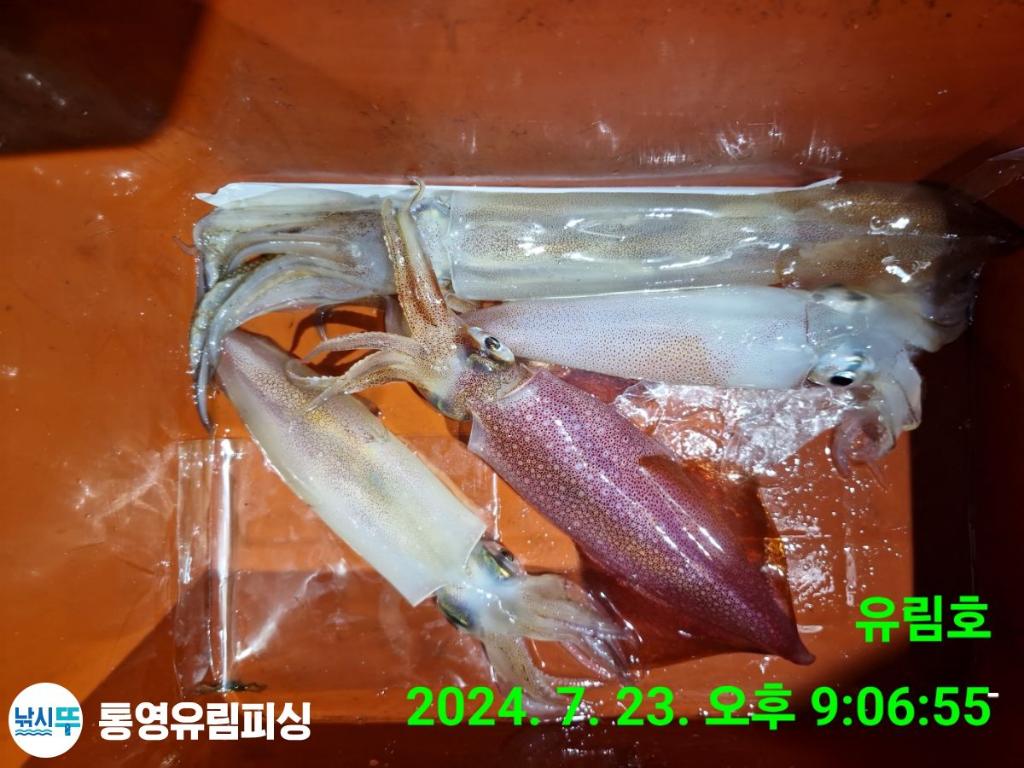 낚시뚜,한치,통영미수동방파제,통영유림피싱,낚시뚜11