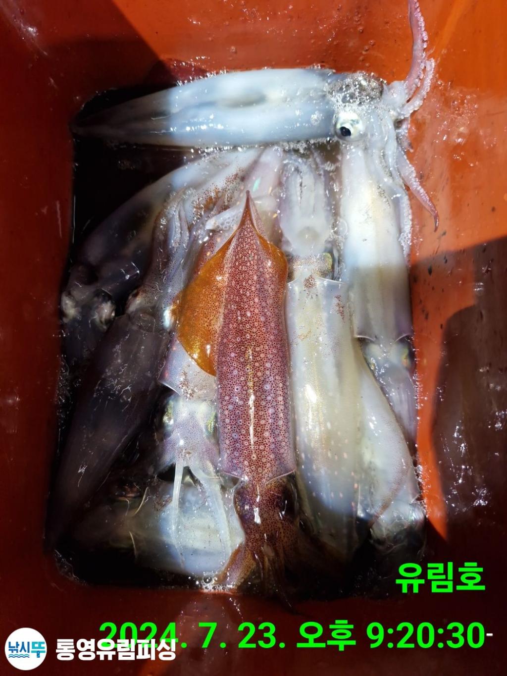 낚시뚜,한치,통영미수동방파제,통영유림피싱,낚시뚜10