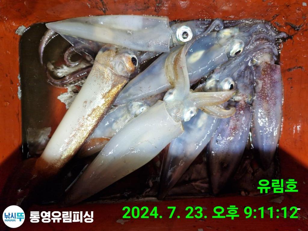 낚시뚜,한치,통영미수동방파제,통영유림피싱,낚시뚜9