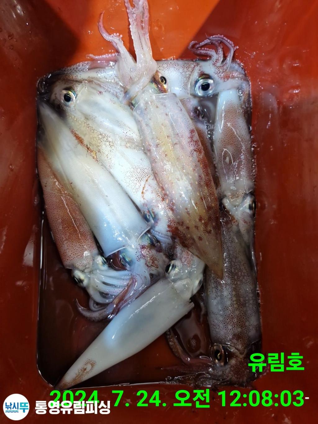 낚시뚜,한치,통영미수동방파제,통영유림피싱,낚시뚜21