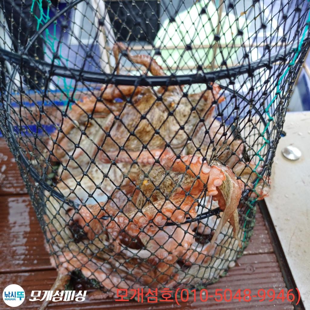 돌문어, 모개섬피싱, 낚시뚜
