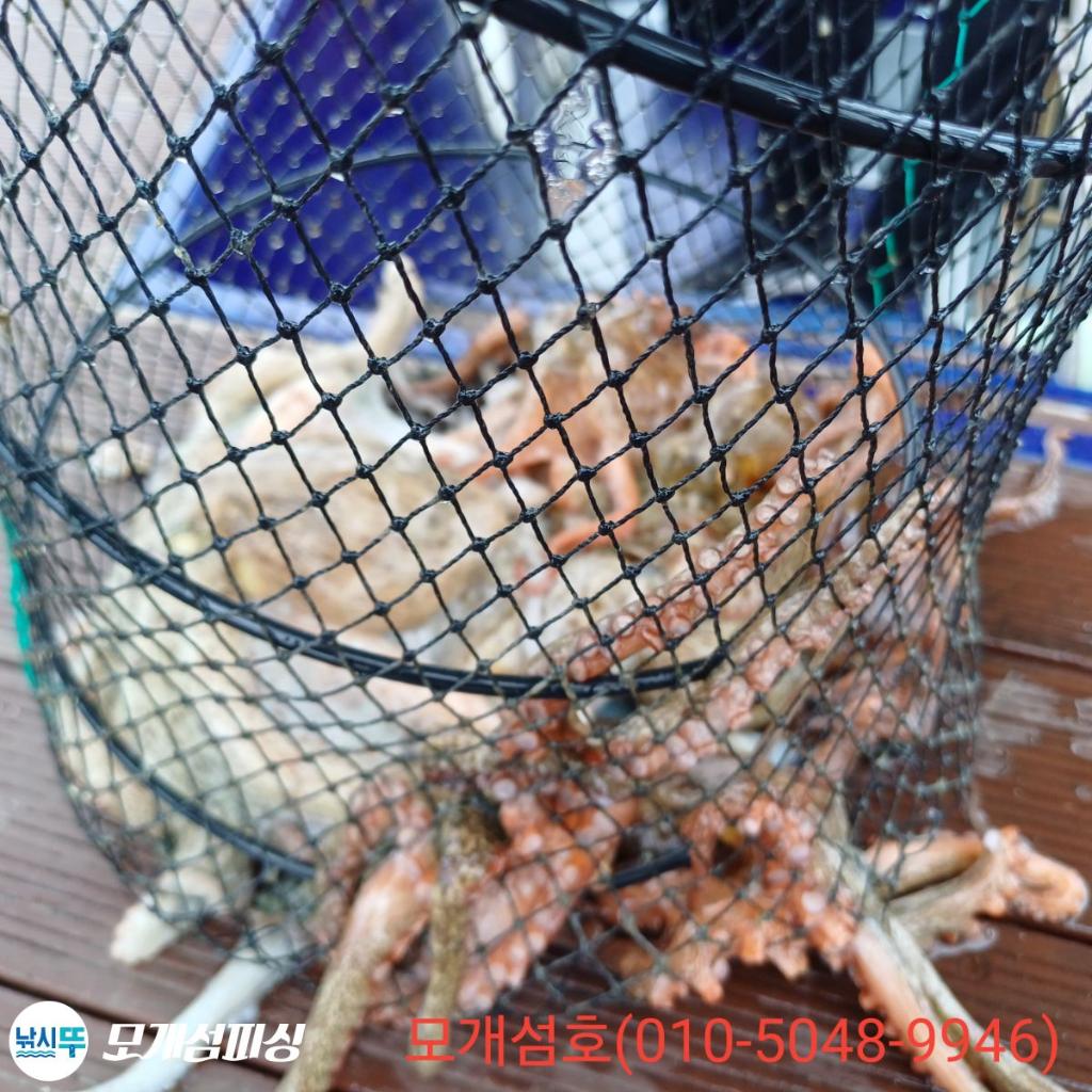 돌문어, 모개섬피싱, 낚시뚜