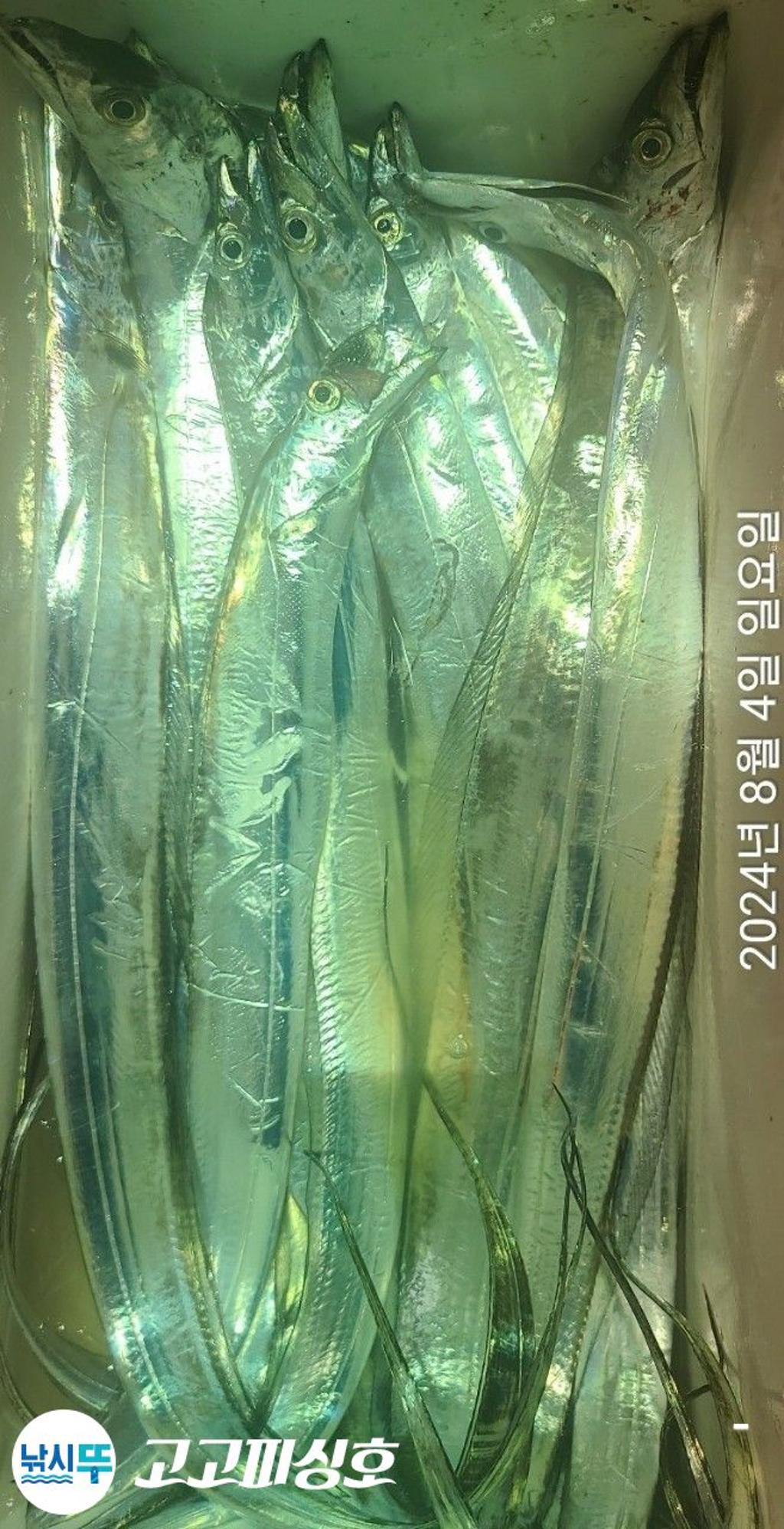 F2461595QS.jpg
