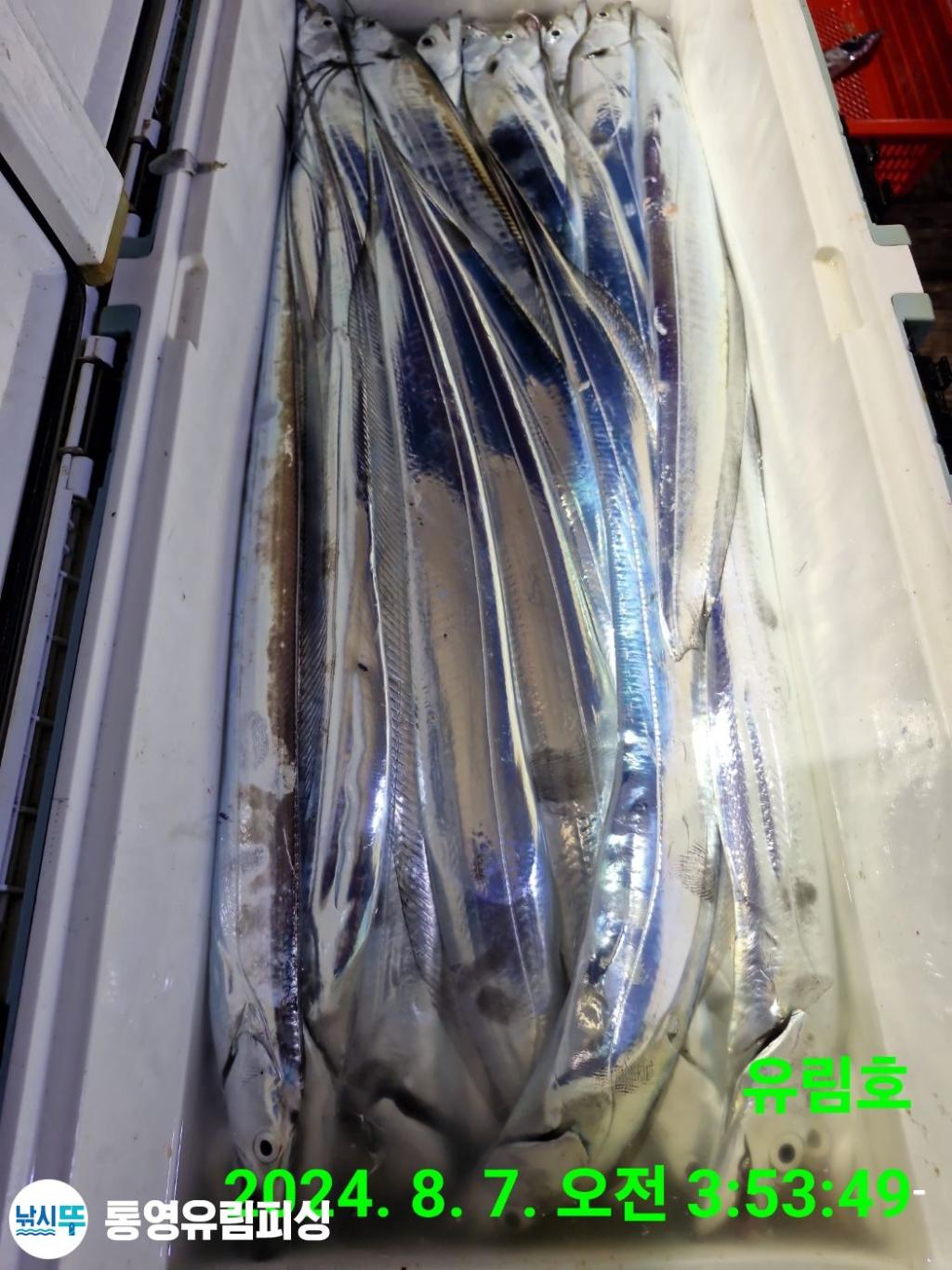 F2465239ZX.jpg